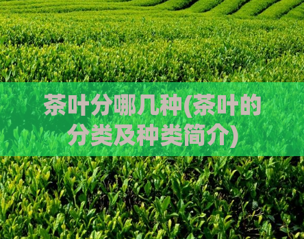 茶叶分哪几种(茶叶的分类及种类简介)