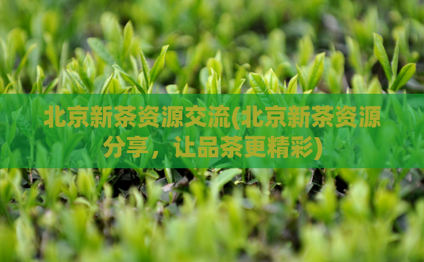 北京新茶资源交流(北京新茶资源分享，让品茶更精彩)