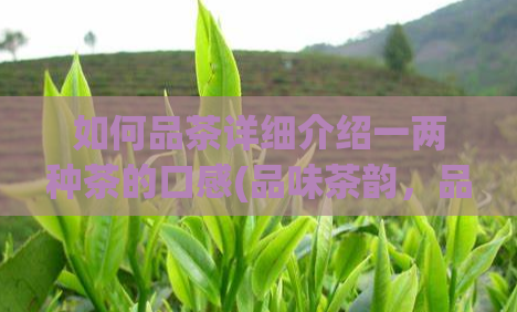 如何品茶详细介绍一两种茶的口感(品味茶韵，品味台湾高山茶的独特口感！)
