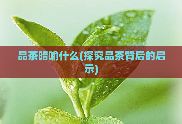 品茶暗喻什么(探究品茶背后的启示)