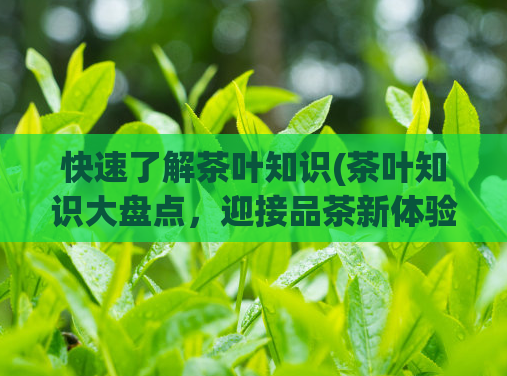 快速了解茶叶知识(茶叶知识大盘点，迎接品茶新体验！)
