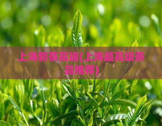 上海新茶高端(上海最高级茶品推荐)