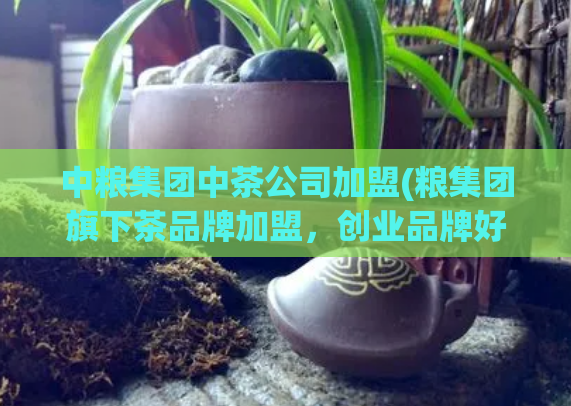中粮集团中茶公司加盟(粮集团旗下茶品牌加盟，创业品牌好选择)